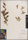 Foto von Salix athabascensis Raup